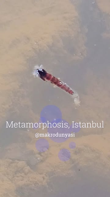 Video by Güray Dere on January 26, 2025.