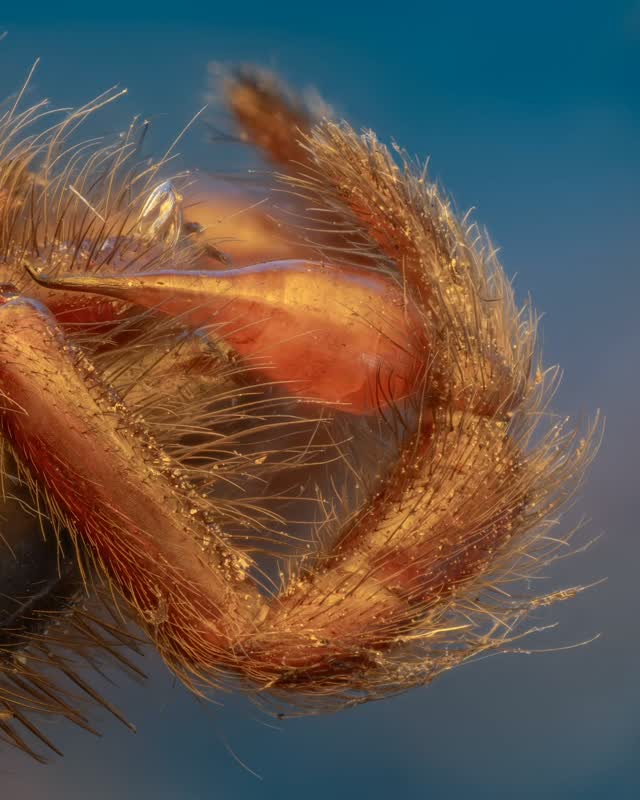 A close-up of the pedipalp and palpal bulb of a male spider I believe to be Segestria florentina, a tube-web spider.

The pedipalps look like tiny arms beside the mouth and carry the male's mating structures. In my next post, I'll show their position more clearly.

Photographed using a Lomo 3.7X microscope objective. Focus-stacked from 120 images.

#makrodunyasi #macro #extrememacro #spider #focusstacking