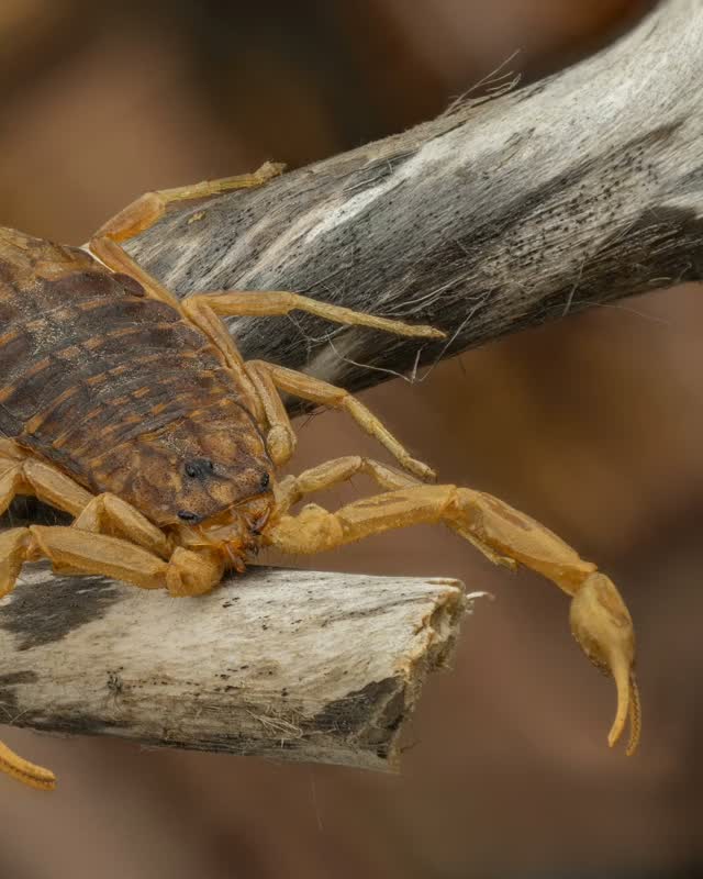 Meet the scorpion behind my next series of close-ups — a specimen sent to me from İzmir to Istanbul, which I believe to be Mesobuthus.

What would you like to see more closely in the next posts: its face, pincers, or venomous stinger?

Photographed with a Componon-S 80mm lens. Focus-stacked from 83 images.

#makrodunyasi #scorpion #macro #focusstacking