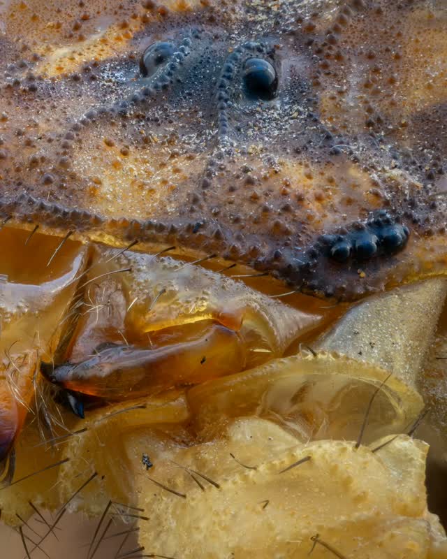 A close look at a scorpion's face, showing its glossy eyes, toothed mouth pincers and fine hairs against the textured surface.

This specimen was sent to me from İzmir. I believe it may belong to the genus Mesobuthus, though the identification remains uncertain.

#makrodunyasi #macro #extrememacro #scorpion