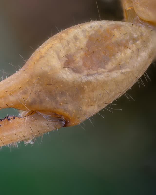 A scorpion’s pincer up close: curved tips, dark teeth along the inner edges, and fine hairs across its textured surface.

Photographed with a Lomo 3.7× microscope objective. Focus-stacked from 116 images.

#makrodunyasi #scorpion #extrememacro #focusstacking