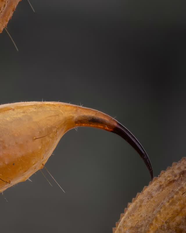 A scorpion’s stinger up close: an amber surface covered in fine hairs leads into a dark, curved tip.

Photographed with a Lomo 3.7× microscope objective. Focus-stacked from 62 images.

#makrodunyasi #scorpion #extrememacro #focusstacking