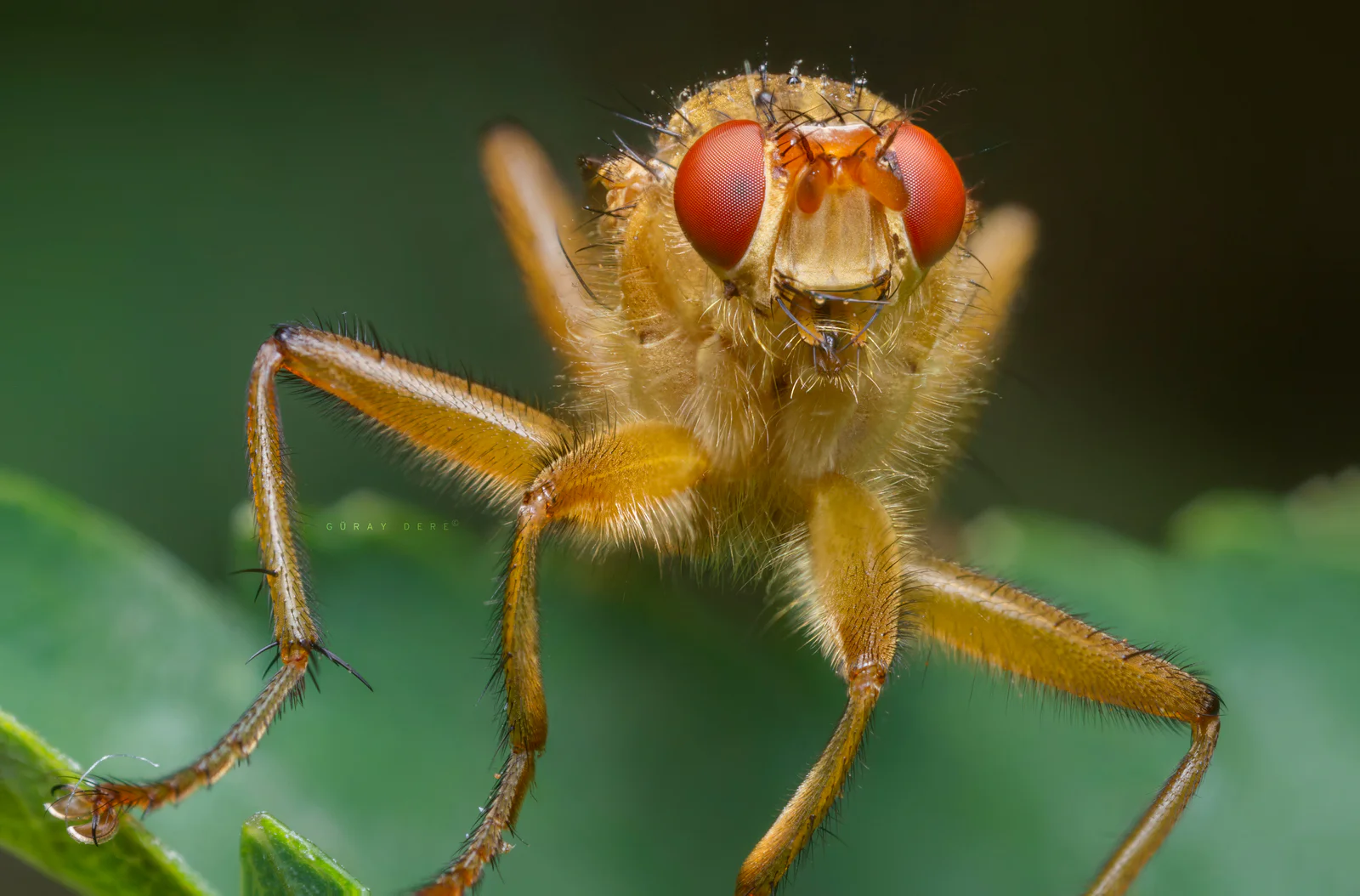 Handheld focus stacking