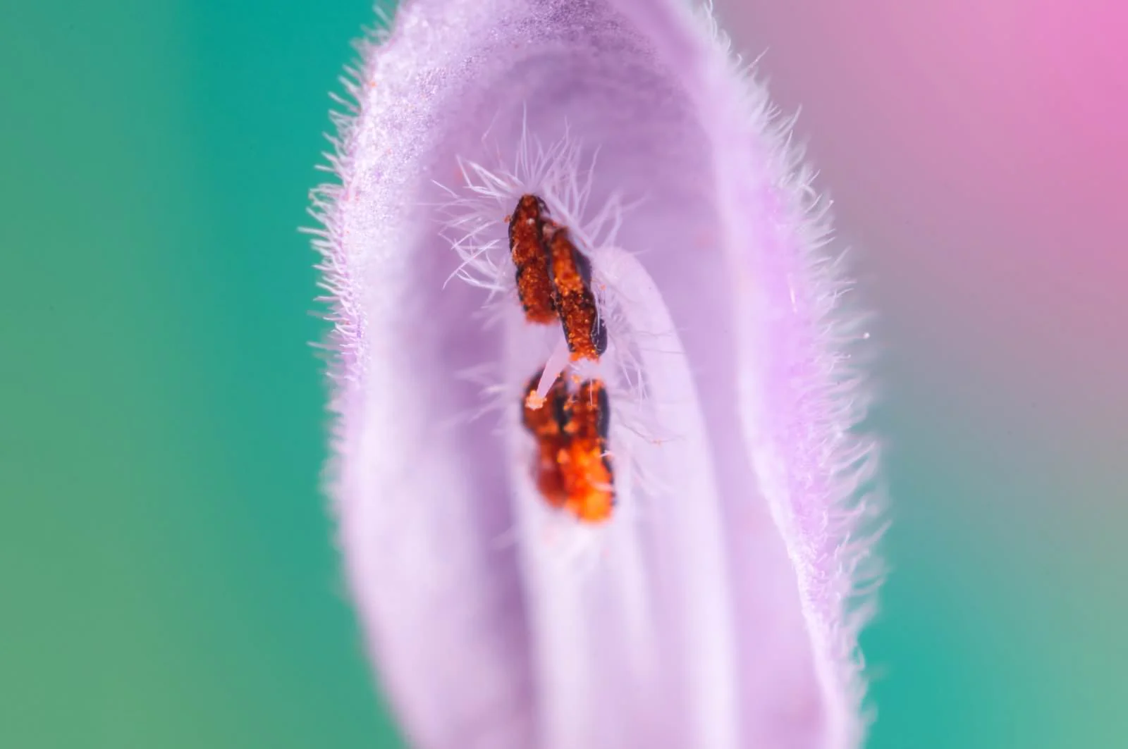 Macro photography using the reverse lens mounting technique