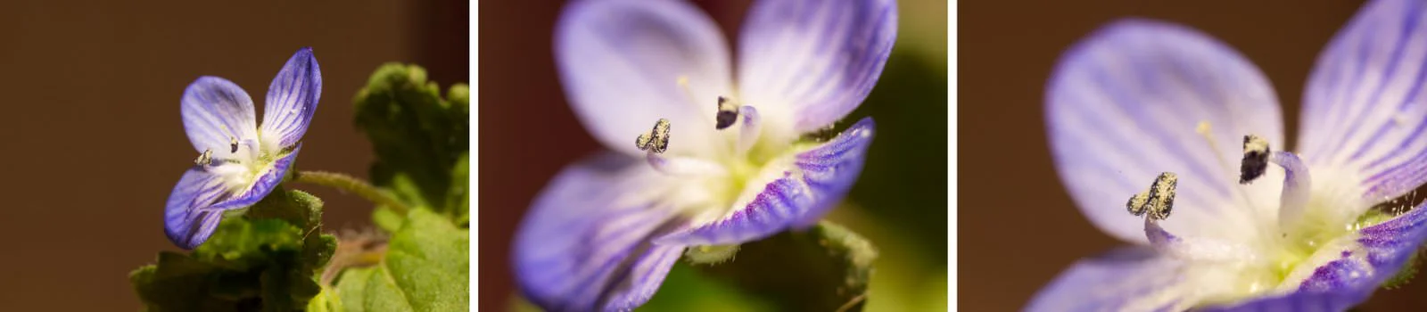 Shooting macro with extension tubes (standard mount)