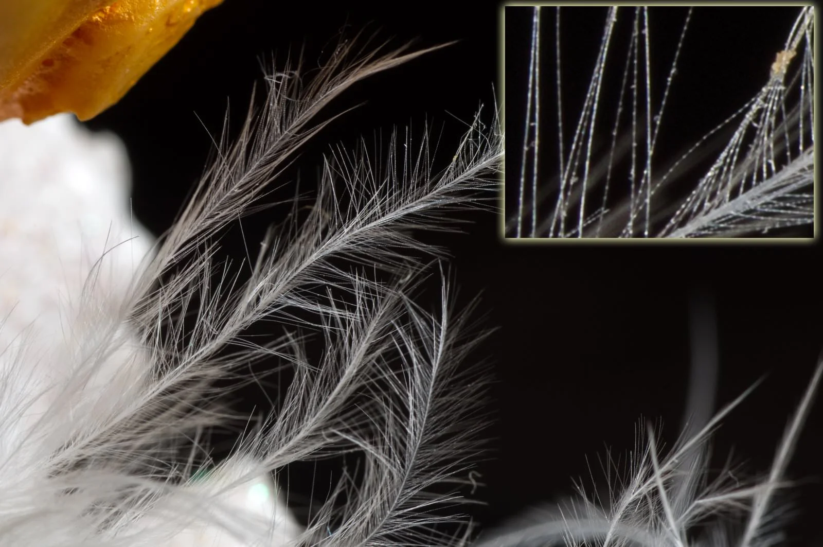 Using a teleconverter in macro photography