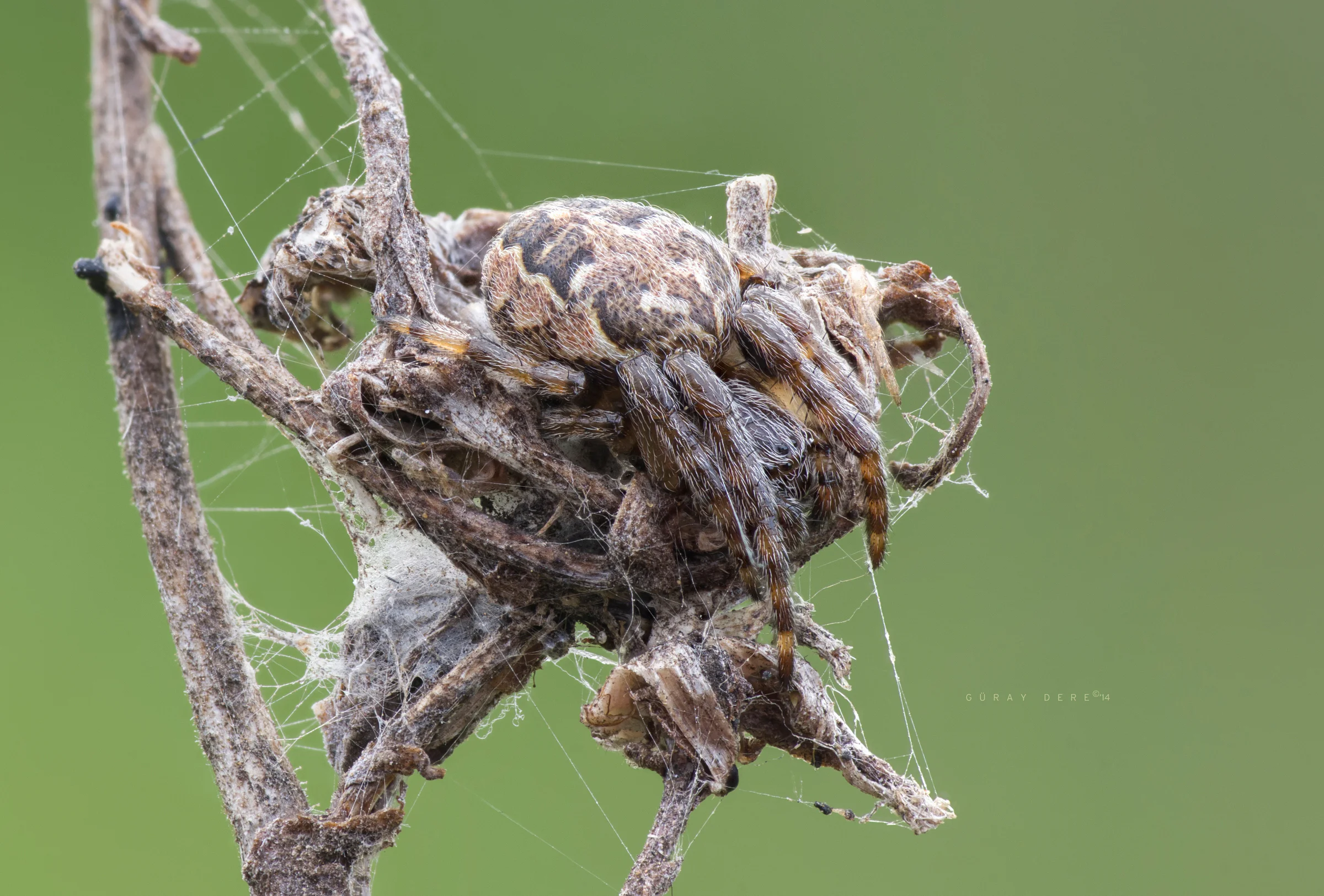 Natural light in macro – Preparation