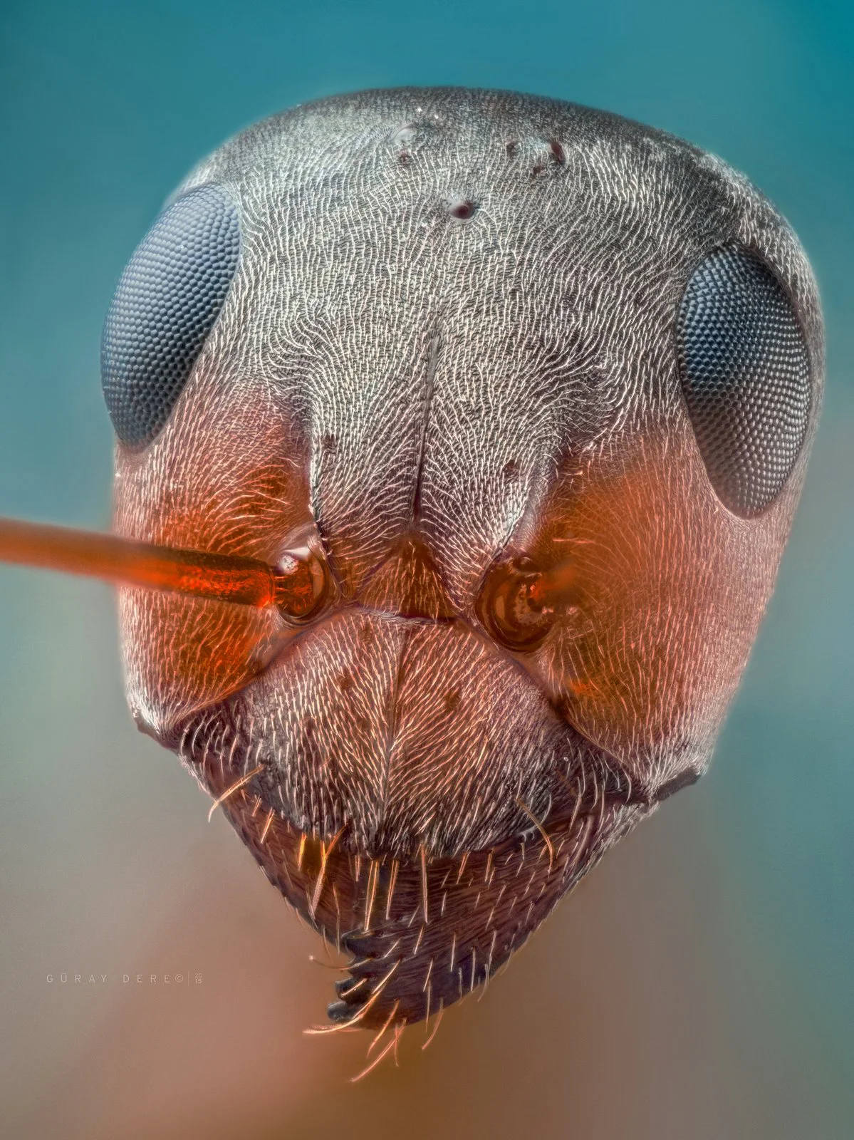 Macro photography with a 20X microscope lens