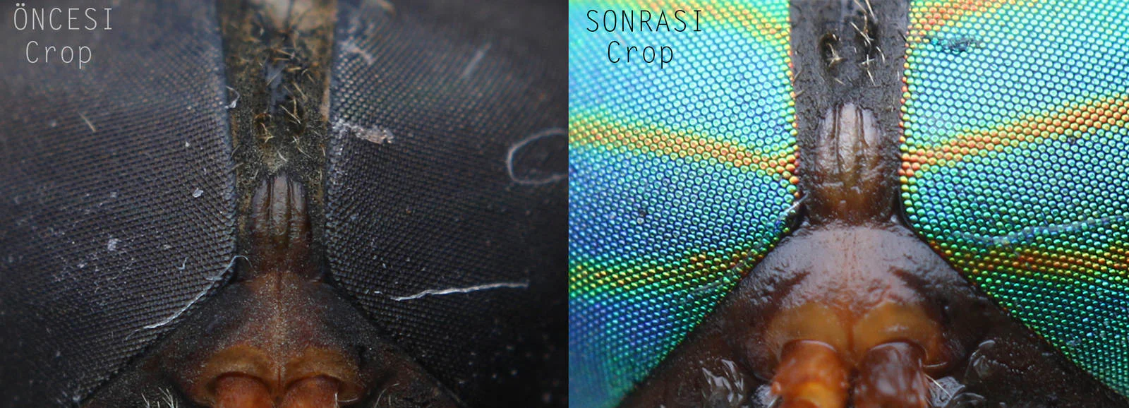 Preparing dead insects for photography - Coloring and cleaning