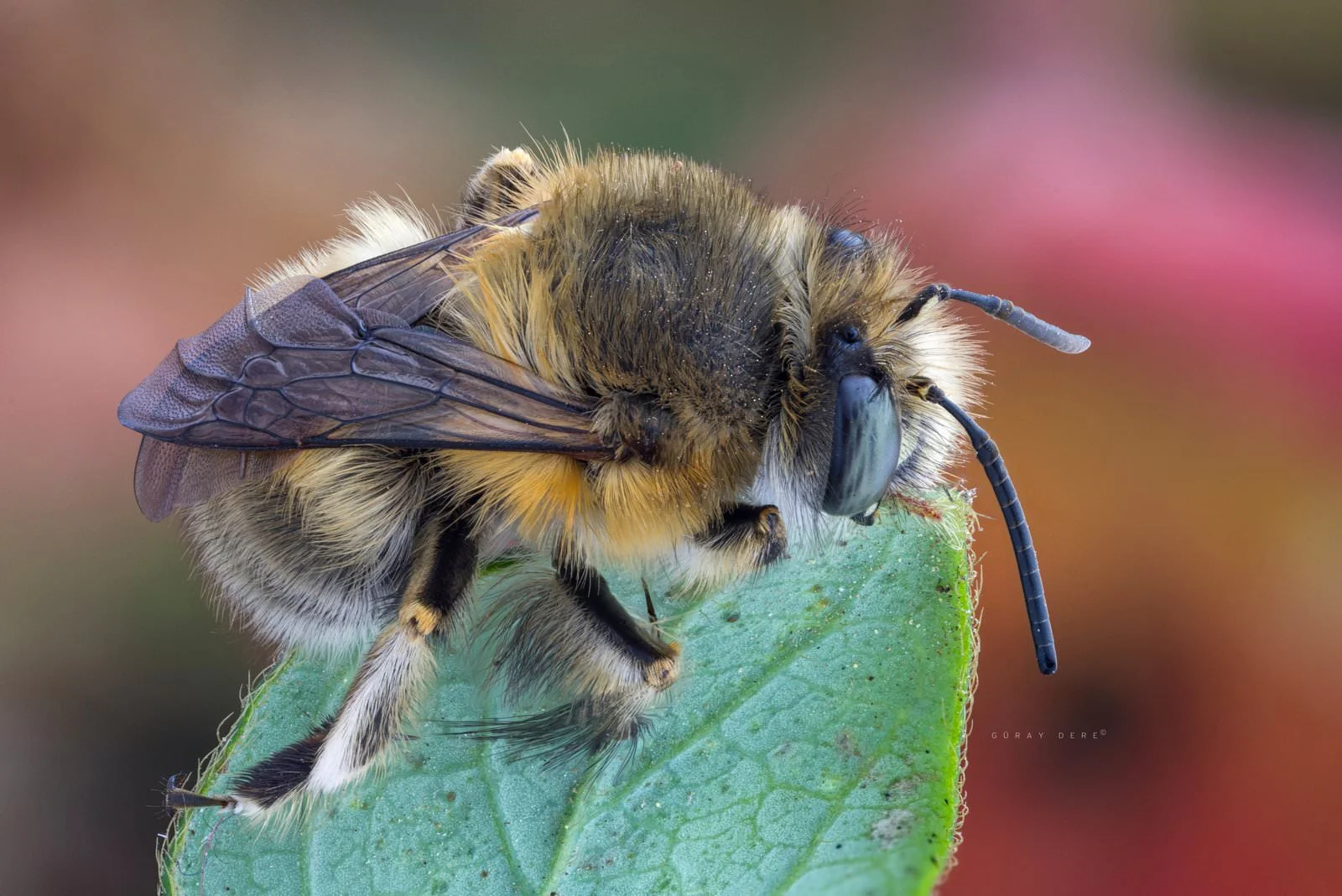 Natural light and focus stacking in cold weather